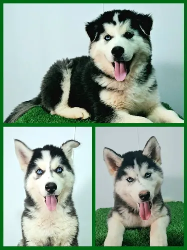 FILHOTES DE HUSKY SIBERIANO com PEDIGREE da CBKC! 2 últimos MACHOS e última FÊMEA!!!