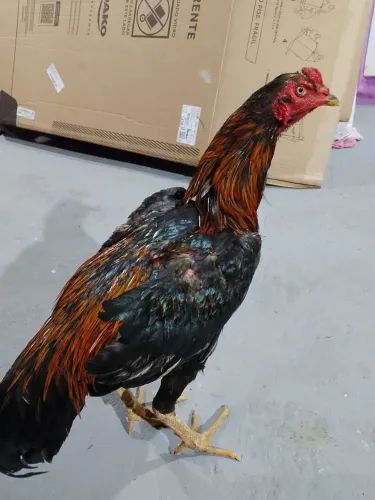 Galo indio