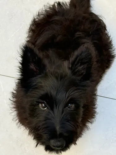 Scottish Terrier