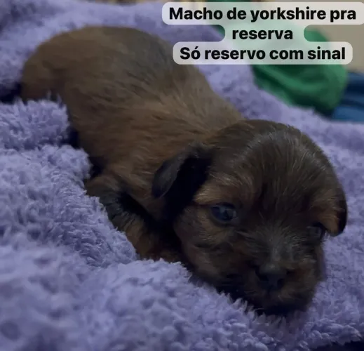 Yorkshire