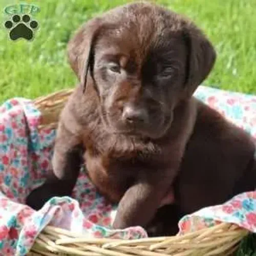 Labrador Chocolate | Prontos para ir