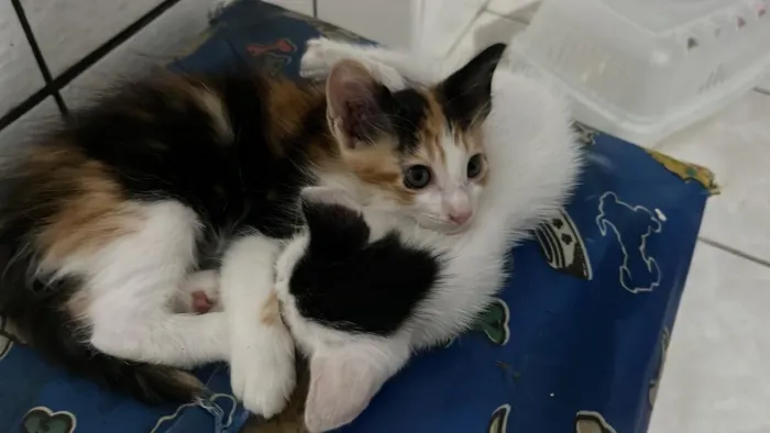Gatinhos para doação, faço a entrega deles