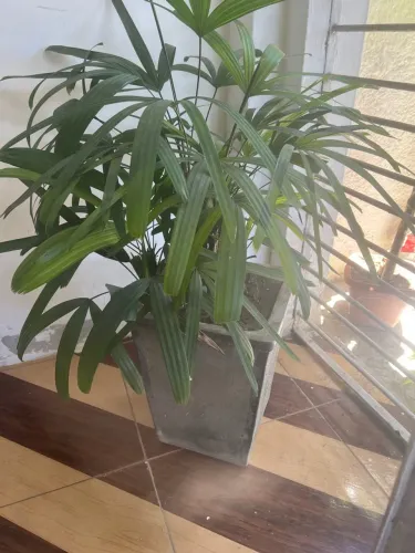 Vende-se planta 