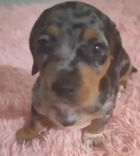 Basset teckel filhotes disponiveis