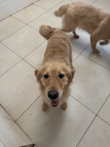 Golden fêmea no cio PROCURO MACHO PARA ACASALAR