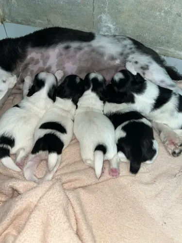 FILHOTES DE SHIH TZU
