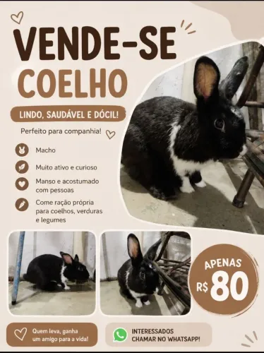 Coelho