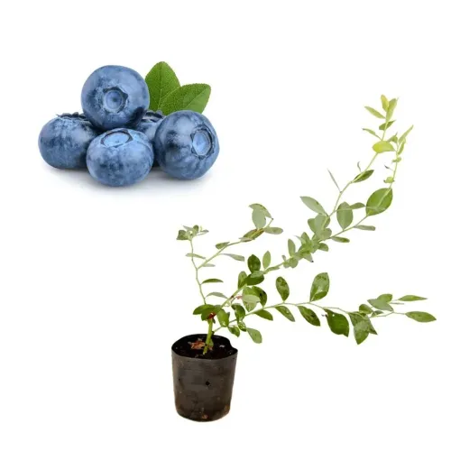 Mudas Frutíferas: Mertilo