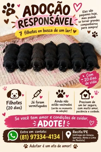 Adoção responsável