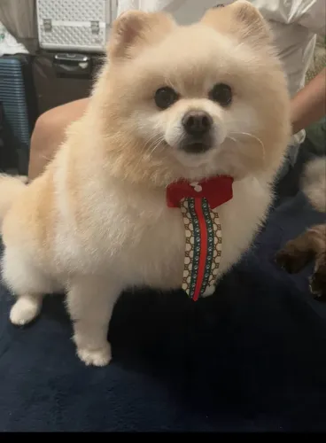     Spitz procura namorada 