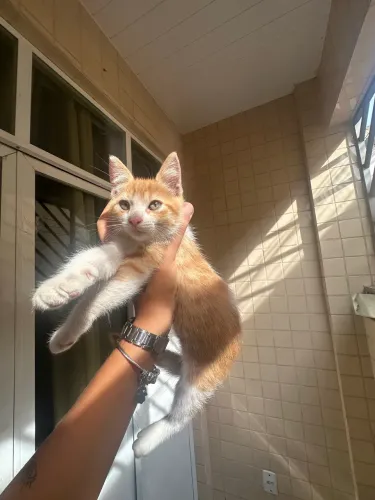 Gato para doação 