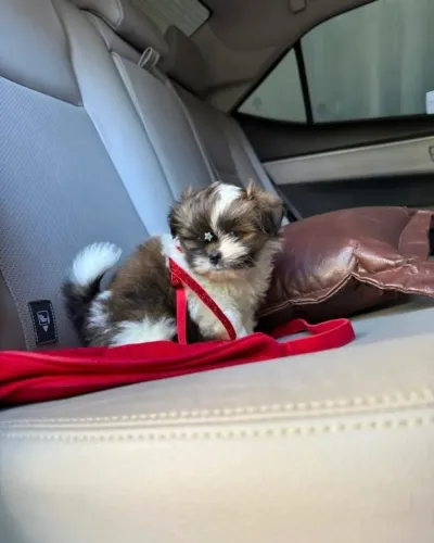 Shih tzu fêmea passo cartão até 10x 