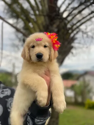Golden Retriever Filhote machos e fêmeas