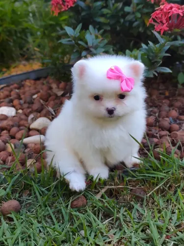 Lulu da pomerania branco neve parcelamos até 21 vezes sem juros 