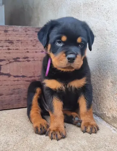 Rottweiler