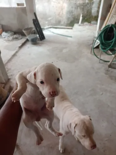 Pit Bull Red nose 