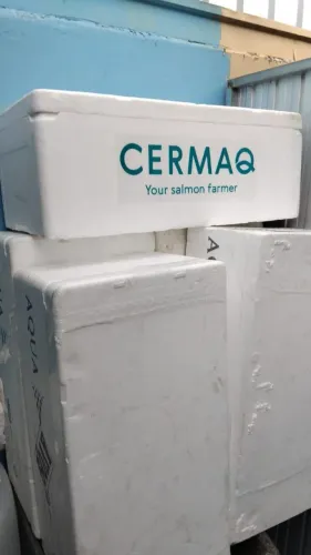 Vendo caixas de isopor