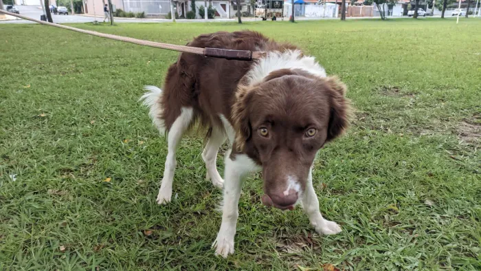 Ninhada de BORDER COLLIE 