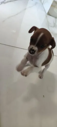Filhote Fox Paulistinha