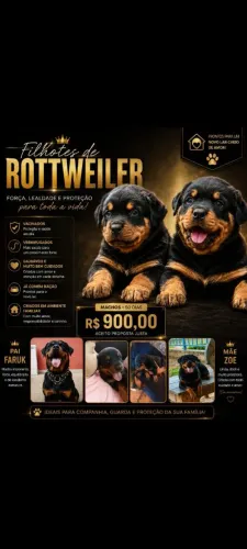 Filhote de rottweiler
