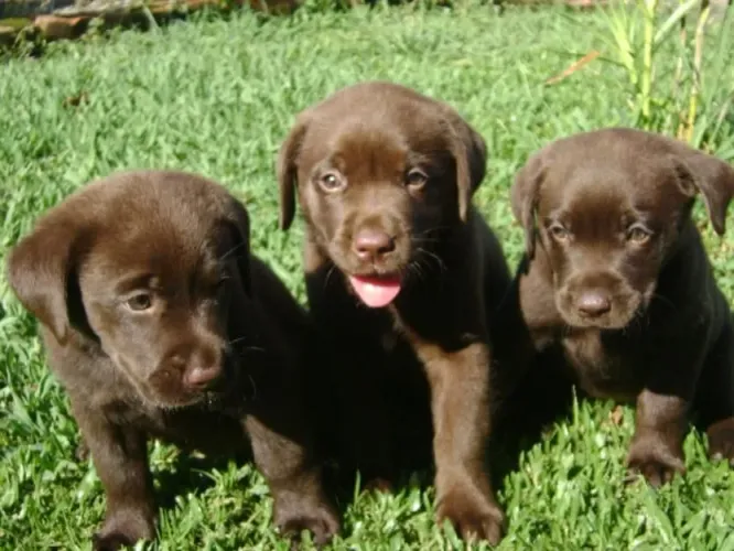 Belíssimo filhotes Labrador machos e fêmeas p/reservar