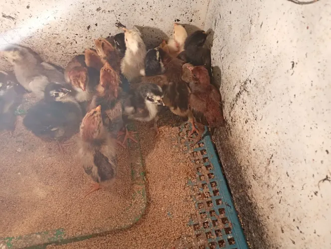 Pintinhos 