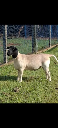 Carneiro Dorper