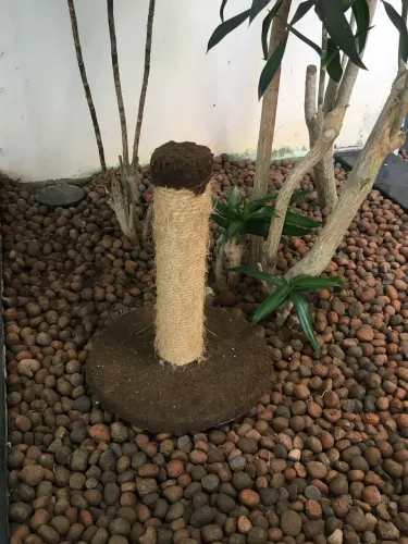 Arranhador de gato