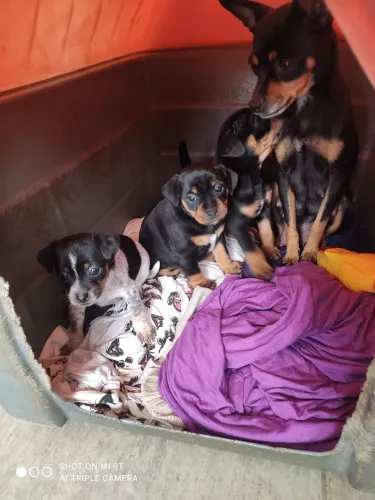 Venda de filhotes da raça Pinscher
