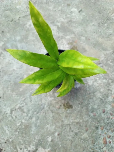 Muda da planta Zamioculca.Altura 27 cm.