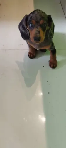 Salsicha mofado Cofap