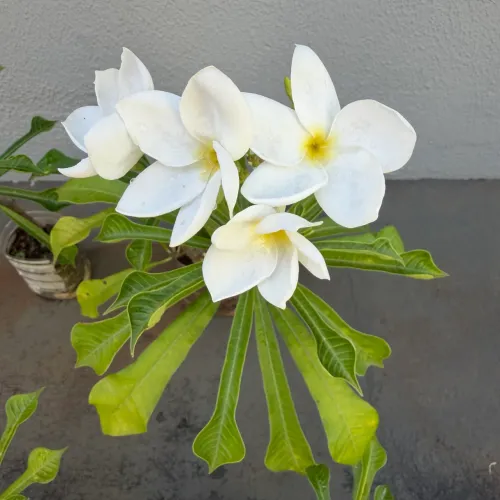 MUDAS DE PLANTAS FLOR DO CARIBE