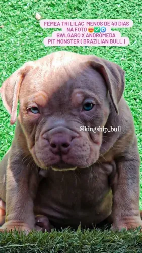 Pitmonster ( Brazilian Bull ) Pedigree IBC Netos de campeões de pista