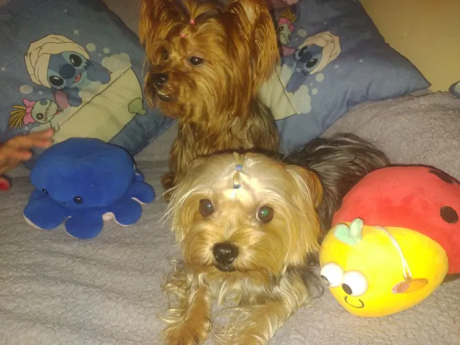 Lindos filhotes da Raça Yorkshire Terrier !!!