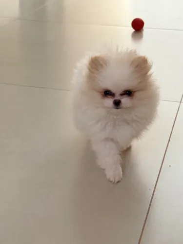 Lulu da Pomerania Anão Macho 2.600