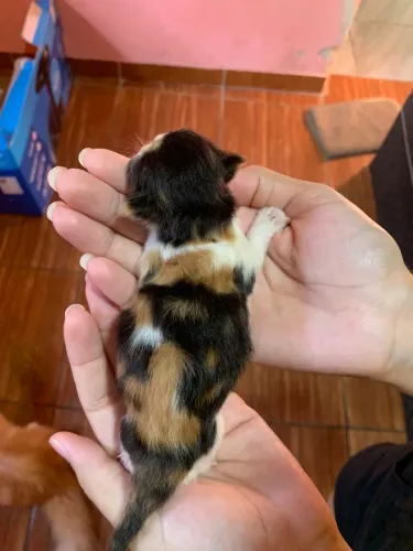 Gato Persa