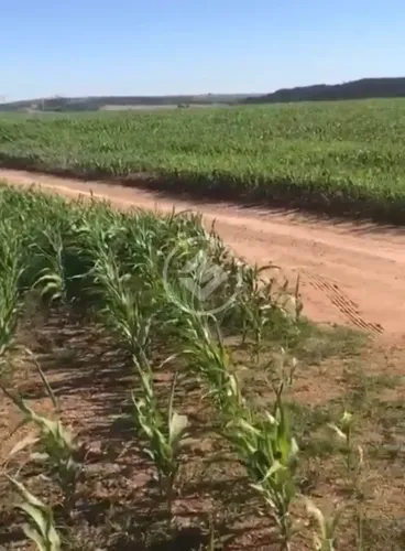 FAZENDA DE OPORTUNIDADE  SILVÂNIA/GO codigo: 309203