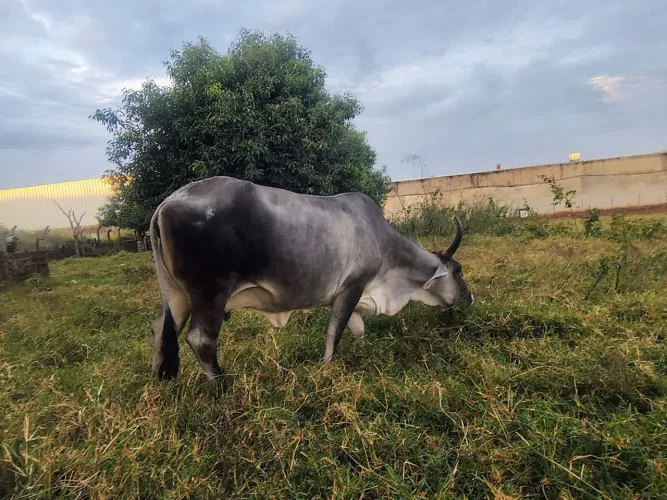 Vaca prenhe 