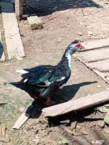 Patas