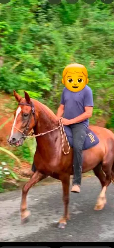 Égua Mangalarga Marchador
