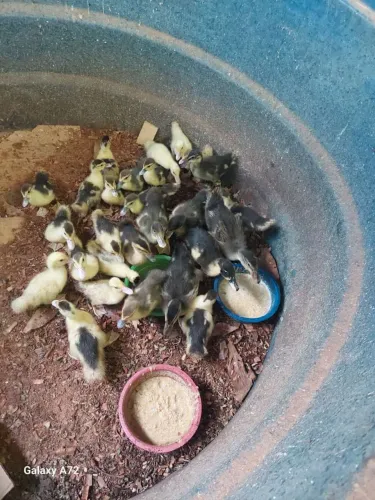 Patinhos e marrecos 