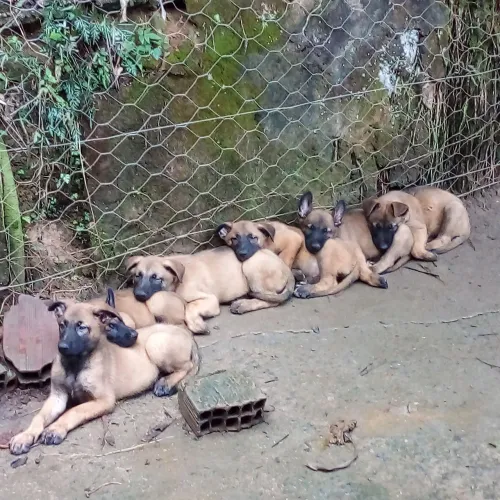 Filhotes de Pastor Belga de Malinois 
