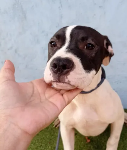 Pit bull filhote com vacina 