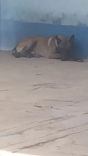 Cão para cobertura
