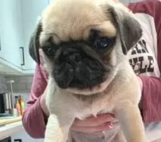 Pug Filhotes Muito Diferenciados.
