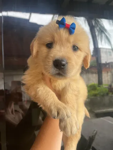 Golden Retriever - Alto Padrão