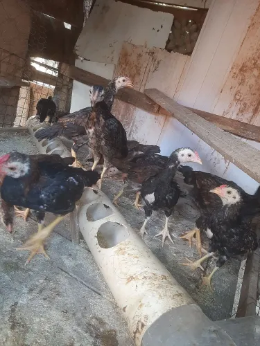 Vendo 12 Franguinho caipira 