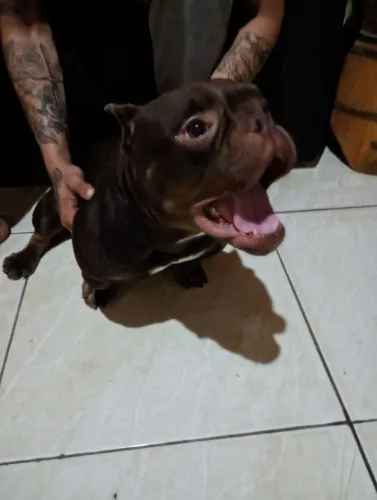 American Bully NANO Exotic! 
