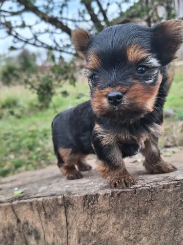 Yorkshire Terrier Fêmea micro 