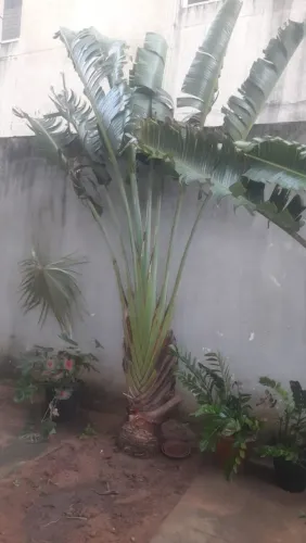 Uma grande planta ravenala com tronco formado